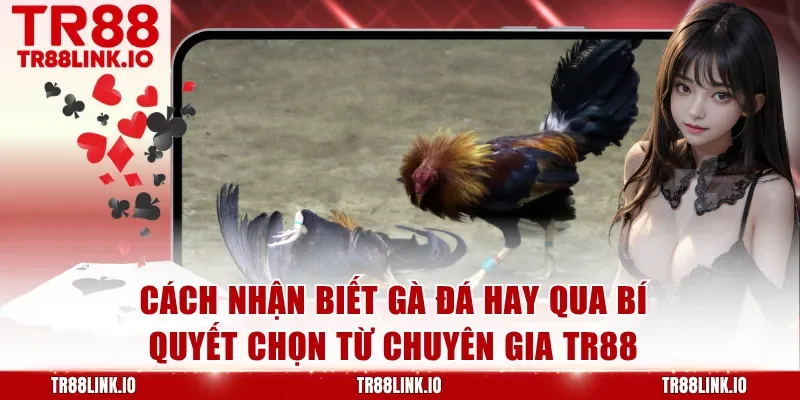 Cách Nhận Biết Gà Đá Hay Qua Dấu Hiệu Chuẩn Xác Nhất Từ Sư Kê