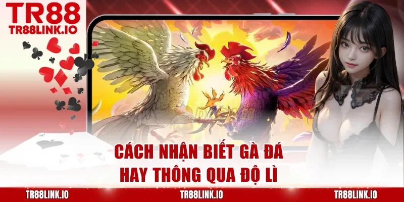 Cách nhận biết gà đá hay thông qua độ lì