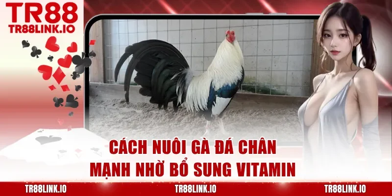 Cách nuôi gà đá chân mạnh nhờ bổ sung vitamin