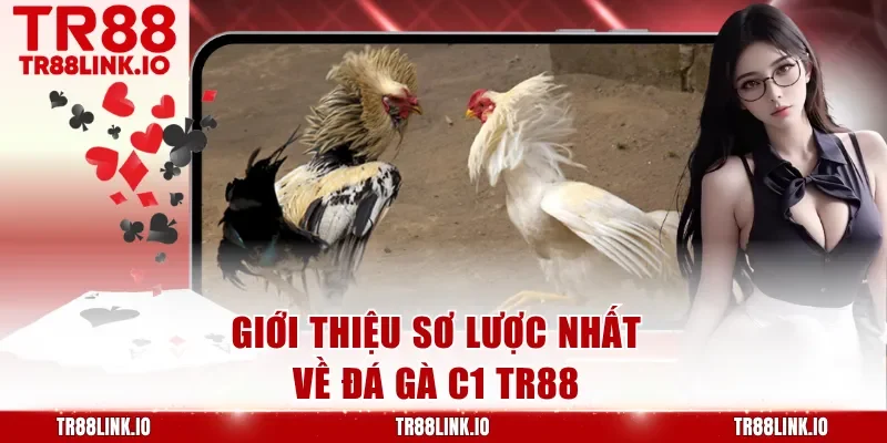 Giới thiệu sơ lược nhất về đá gà C1 TR88