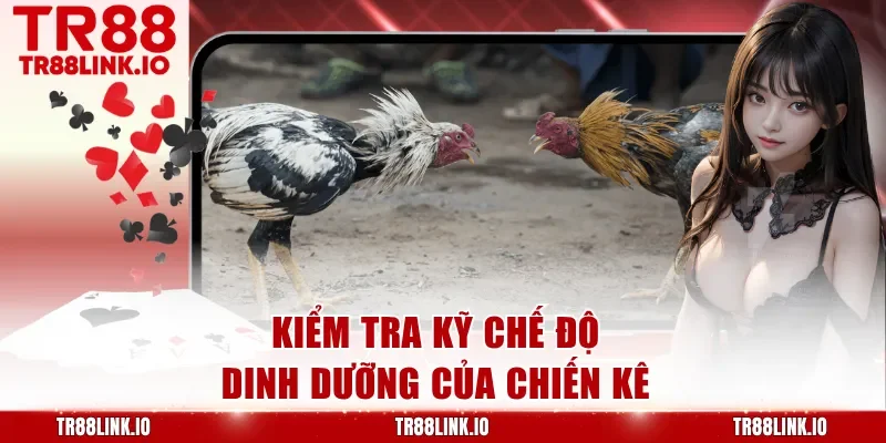 Kiểm tra kỹ chế độ dinh dưỡng của chiến kê