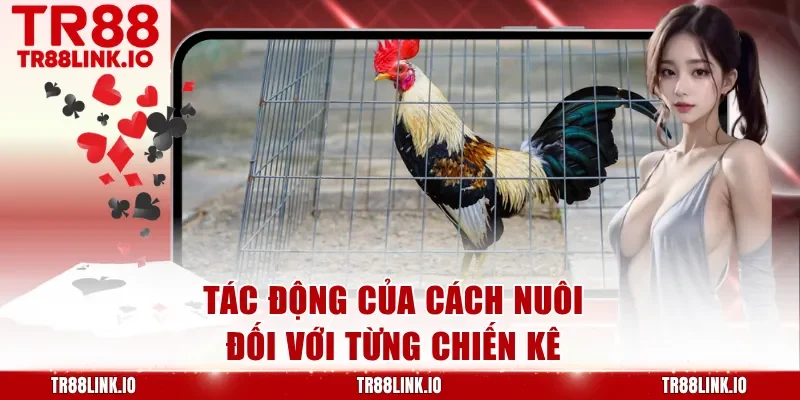 Tác động của cách nuôi đối với từng chiến kê